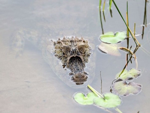 Berita Golf: Ups! Panitia Olimpiade Umumkan Pada Pegolf dan Penonton Untuk Berhati-hati Terhadap Buaya 