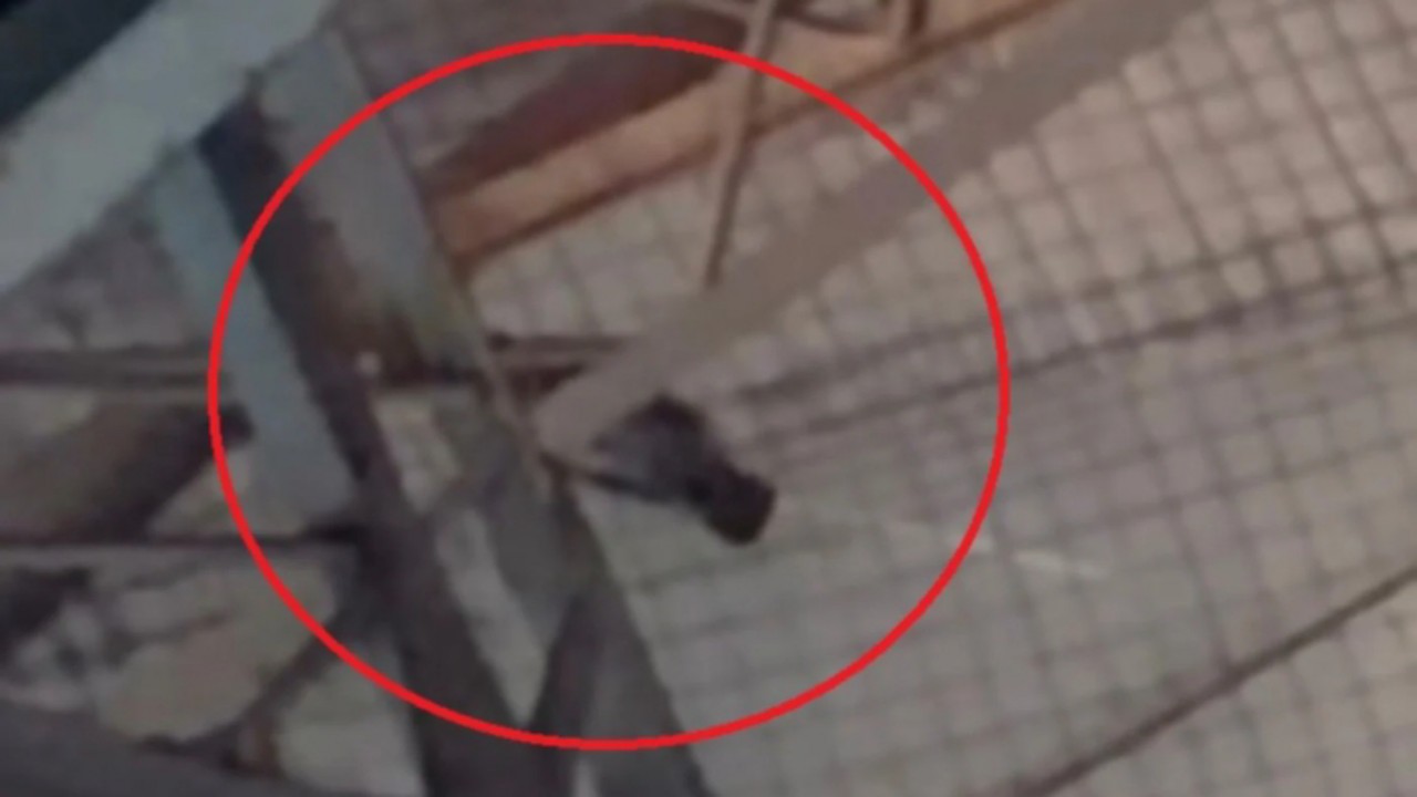 Belum Usai, Monyet Kembali Berkeliaran di India Open 2026