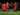 Berita Liga Inggris: Liverpool Tekuk Burton di Ajang Piala Liga Inggris