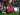 Berita Olahraga Rugby: Elijah Taylor Pertimbangkan Masa NRL Out-of-Favour