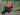 Francesco Bagnaia Ngaku Crash di MotoGP India Akibat Motor Bermasalah