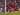 Jayden Danns Kembali Bersinar di Anfield Setelah Lima Bulan Absen