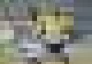 Persegres Dipastikan Menjadi Tim Pertama yang Terdegradasi dari Liga 1 Indonesia