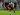 RB Leipzig Mulai Negosiasi Transfer Jobe Bellingham dari Sunderland