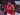 Taiwo Awoniyi Tegaskan Setia ke Forest: Premier League Satu-Satunya Tujuan