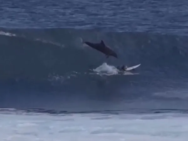 Berita Surfing: Lumba-lumba Gagalkan Aksi Peselancar Muda