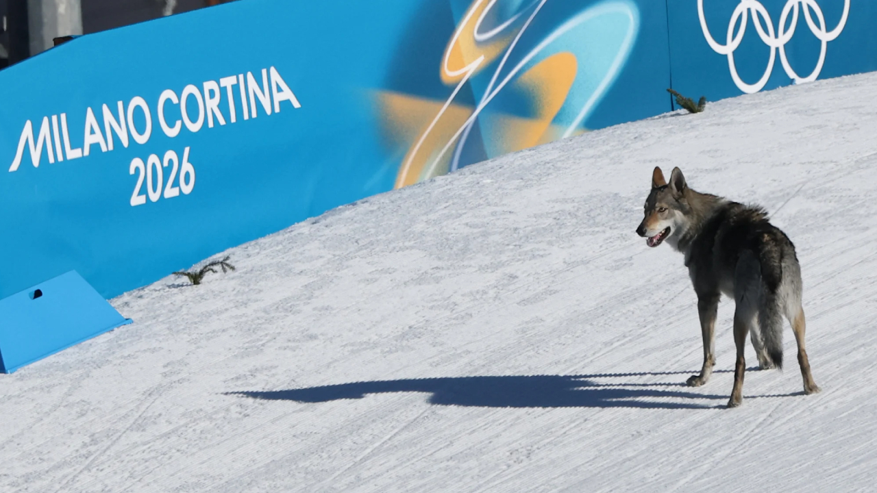 Wolfdog “Nazgul” Jadi Bintang Dadakan di Olimpiade Musim Dingin 2026