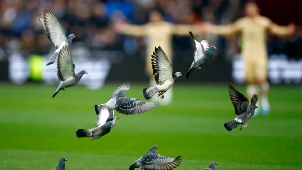 Unik! Seekor Merapti Bantu Kemenangan FSV Mainz 05 Atas Werder Bremen