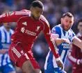 Liverpool Siap Lepas Cody Gakpo ke Tottenham pada Jendela Transfer Berikutnya