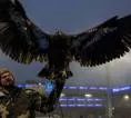 PETA Desak Crystal Palace Pensiunkan Maskot Burung Elang Phoenix
